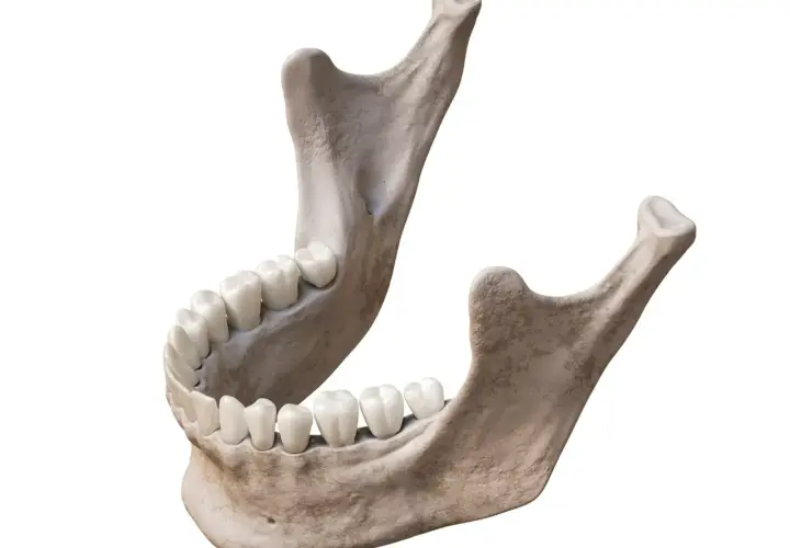 Anatomical model showing the human żuchwa with teeth.