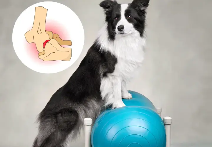 Effektive Medikamente gegen Arthrose bei Hunden: Schmerzlinderung und mehr