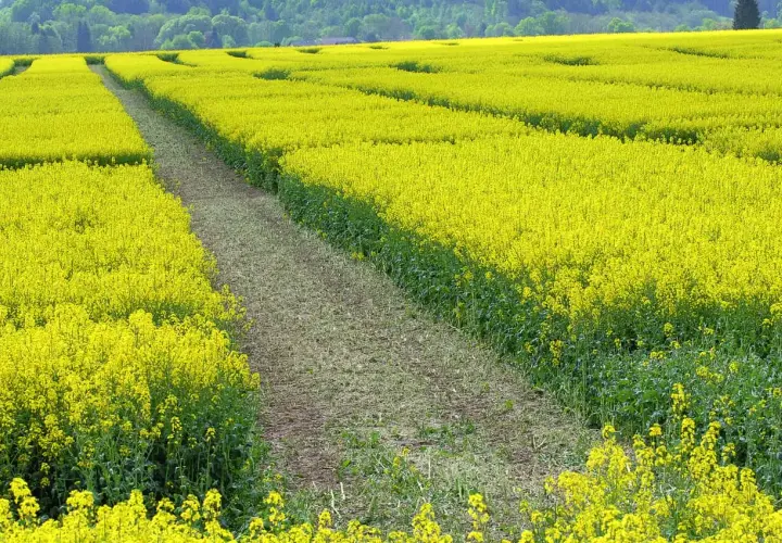 Ein weites Feld mit leuchtend gelben Raps-Sorten, durchzogen von einem Feldweg. Im Hintergrund grüne Hügel.