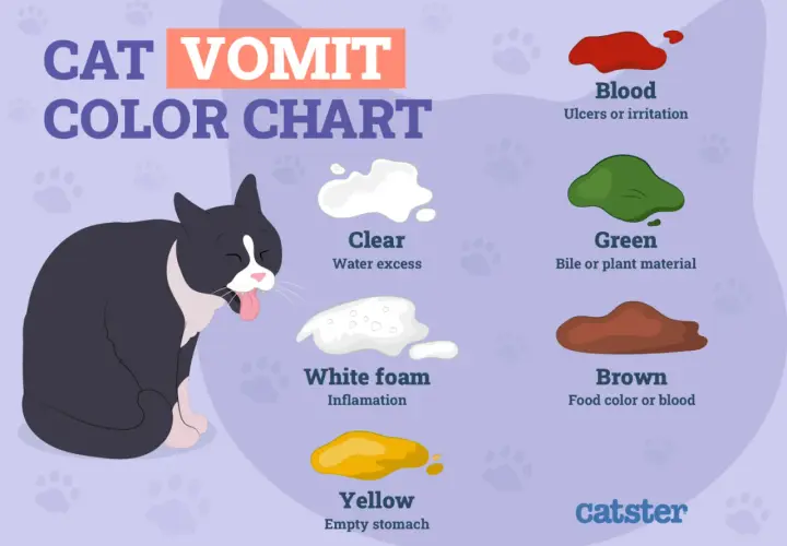 Cat vomit color chart. If your cat is throwing up white foam, it may indicate inflammation. Other vomit colors include clear, green, brown, and yellow.