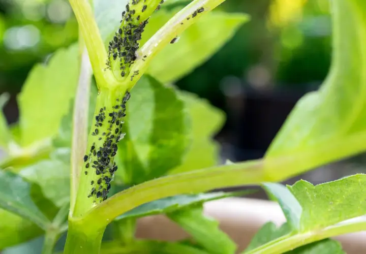 Une invasion de pucerons noirs sur la tige d'une plante d'intérieur verte.