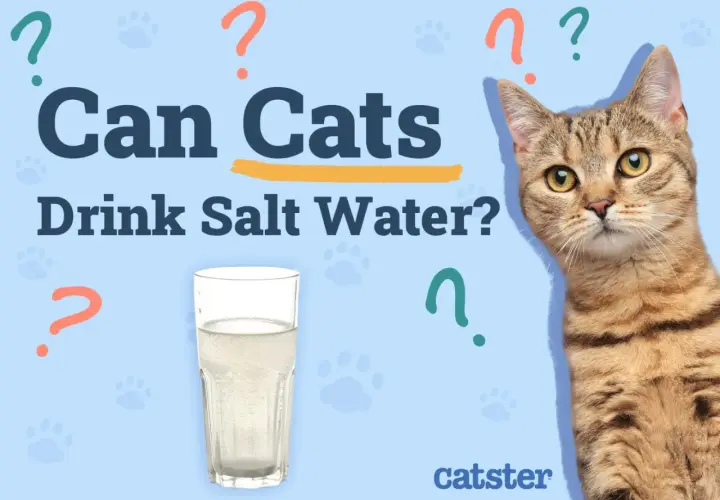 A tabby cat looks at a glass of water, questioning if cats can drink salt water.