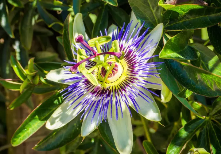 Un fiore di passiflora dai petali bianchi e blu vibranti, con un centro giallo e viola. La sua bellezza complessa fa pensare che la passiflora funziona davvero per calmare.