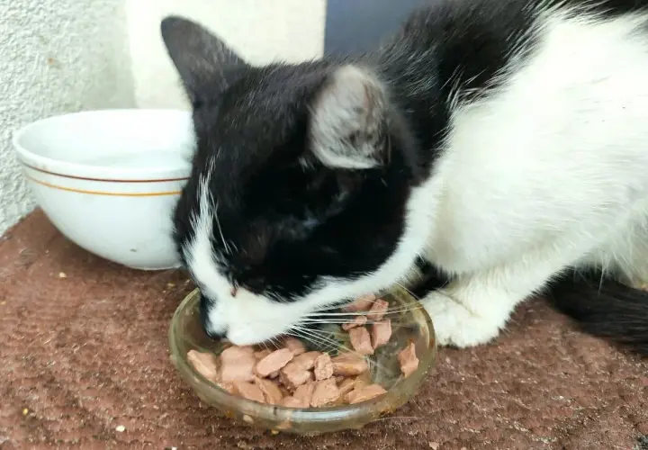 Czarno-biały kotek zajada mokrą karmę z miseczki. Czy Whiskas to dobra karma? Kotek wygląda na zadowolonego.