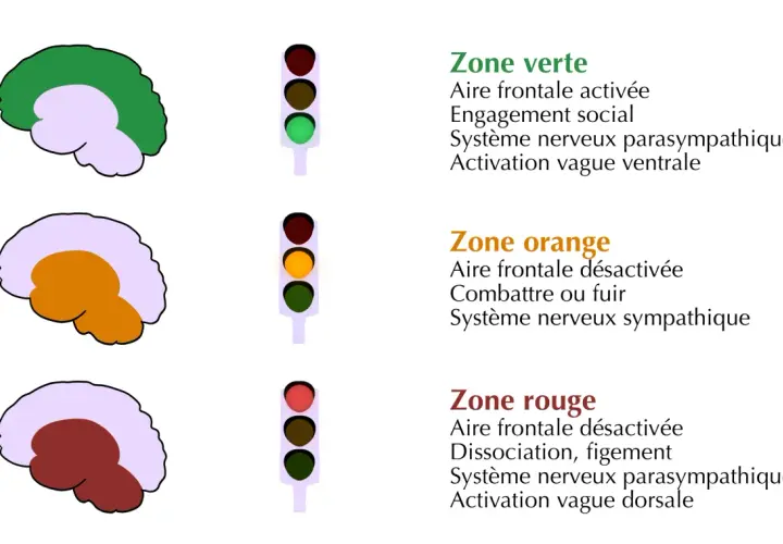 Schéma cérébral illustrant comment calmer le système nerveux central : zone verte (engagement social), orange (combat/fuite), rouge (dissociation).