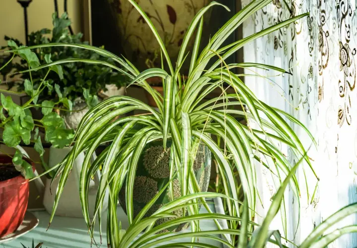 Un chlorophytum extérieur, avec ses longues feuilles vertes et blanches, prospère près d'une fenêtre ornée d'un rideau décoratif.