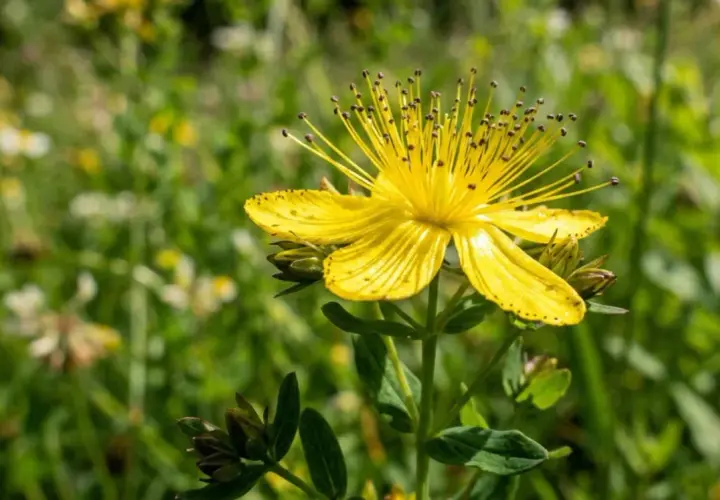Una vibrante flor de san juan amarilla, con sus pétalos delicados y estambres largos, se alza en un campo verde.