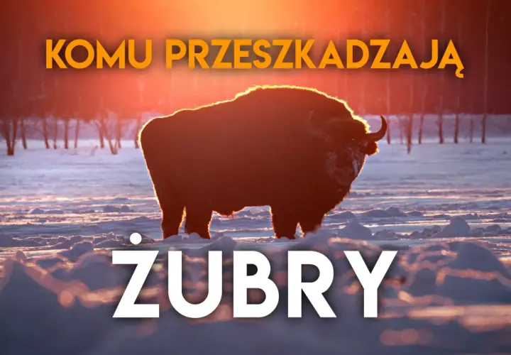 Majestatyczne żubry na Podlasiu, w zimowej scenerii o zachodzie słońca.
