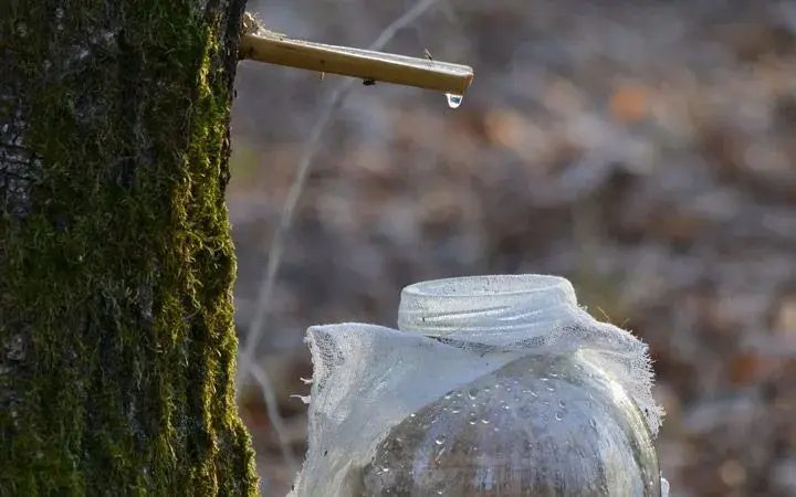 Sok z brzozy na co? Odkryj jego niezwykłe właściwości zdrowotne