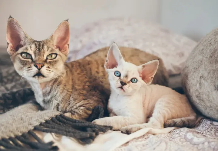 Devon Rex opis rasy: niezwykły kot o wyjątkowym charakterze i pielęgnacji
