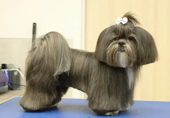 Najmodniejsze fryzury dla samca shih tzu - wszystko co musisz wiedzieć