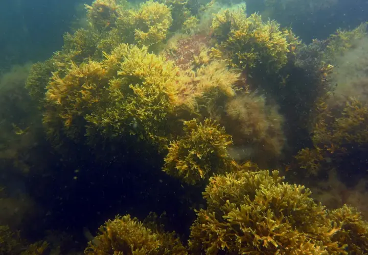 Tätt växande tång i havet, med gyllene och mörkbruna nyanser. En undervattensvärld full av liv.