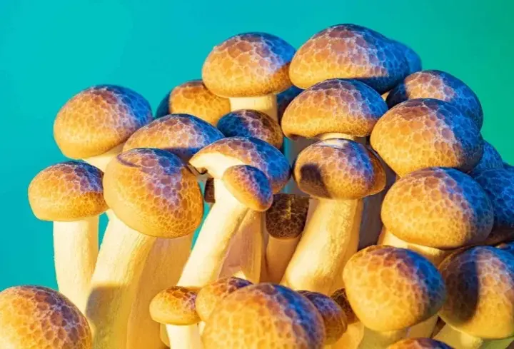 Hodowla grzybów psylocybinowych: Legalny przewodnik krok po kroku