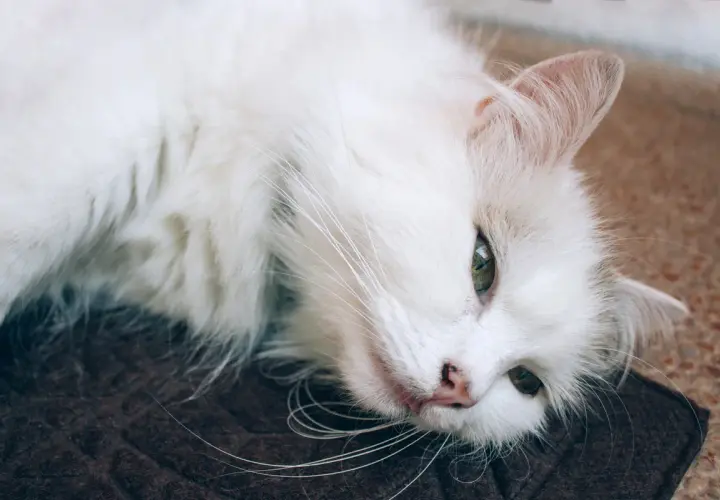Un gato oriental blanco, con ojos verdes penetrantes, descansa plácidamente sobre una alfombra oscura.