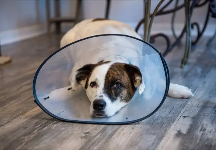 A dog wearing a cone after spaying rests on a wooden floor, looking a bit sad but recovering well.