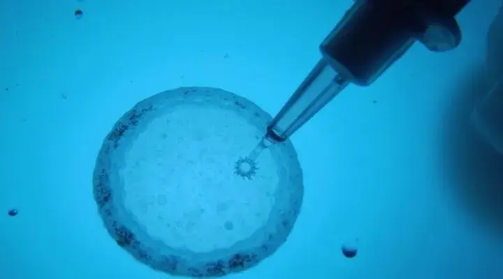 Czy in vitro to grzech? Moralność i kontrowersje w Kościele katolickim
