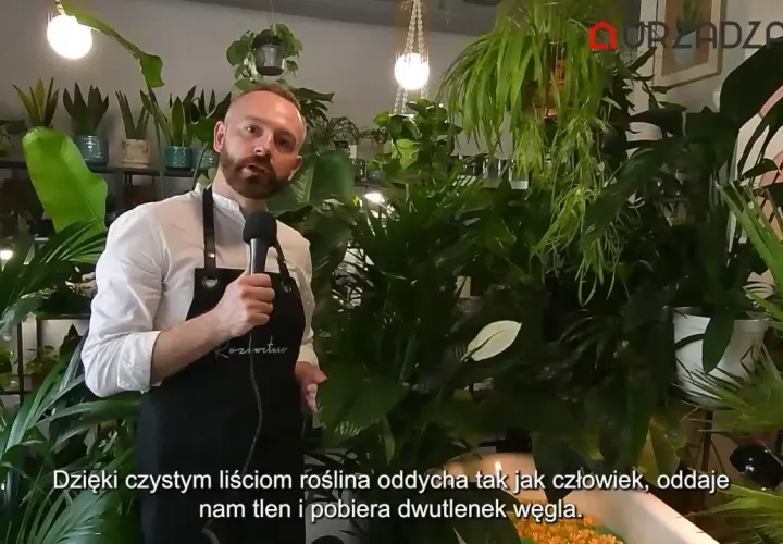 Mężczyzna w fartuchu mówi o roślinach, wśród nich jest kwiat radermachera. Rośliny produkują tlen.