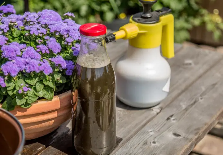 Flasche mit selbstgemachter Brennnesseljauche neben einem Sprühgerät und lila Blumen. Perfekt, um Pflanzen zu düngen.