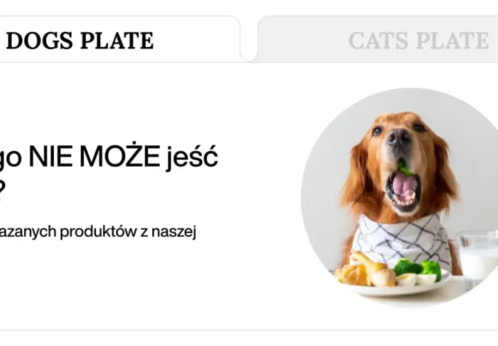 Złoty retriever z brokułem w pysku, obok talerz z jedzeniem i mlekiem. Temat: czego nie może jeść pies.