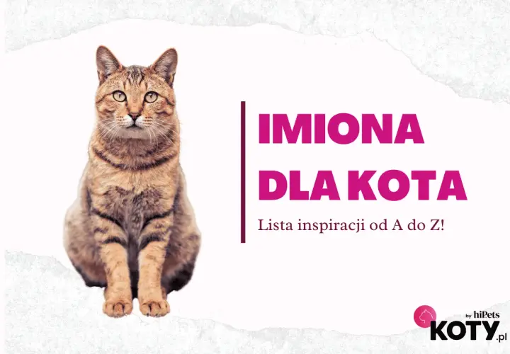 Uroczy kotek czeka na słodkie imiona dla kotki. Lista inspiracji od A do Z!