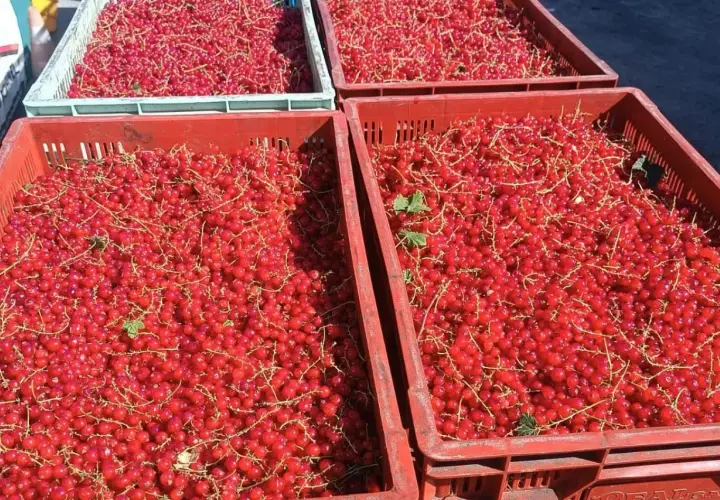 Mnóstwo czerwonych porzeczek w skrzynkach. Zastanawiasz się nad czarna porzeczka cena? Tutaj znajdziesz świeże owoce prosto z pola.