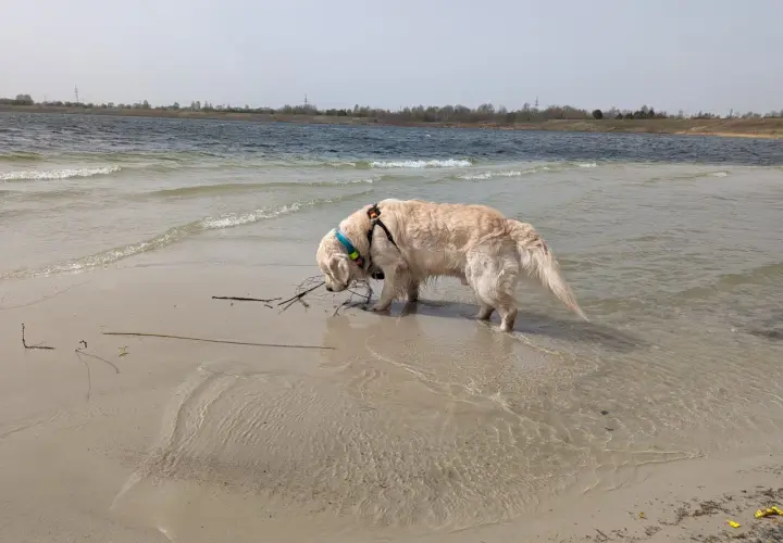 Złoty retriever w wodzie przy brzegu, szukający patyka. W tle jezioro i linia drzew. Pogoria 4.