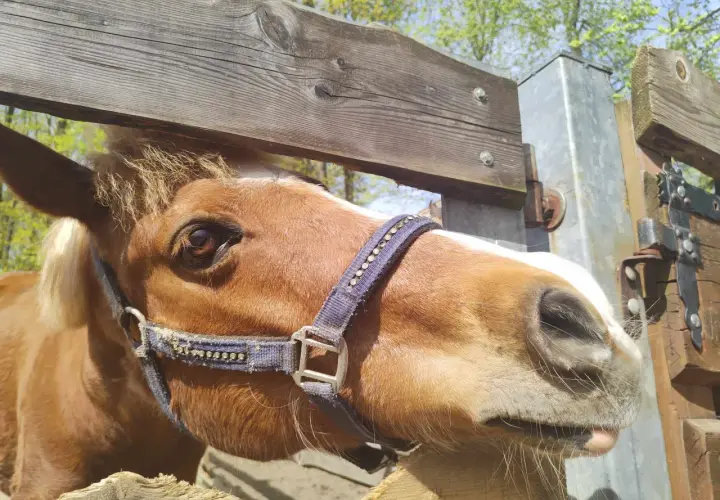 Brązowy koń z białą łatką na pysku w mini zoo Żywiec, z bliska, w słoneczny dzień.