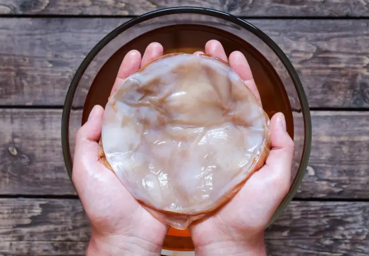 Kombucha co to? Dwie dłonie trzymają galaretowaty SCOBY, kulturę do fermentacji napoju.