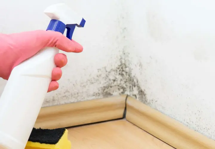 Mano con guante rosa rociando producto para quitar humedad ambiente de una pared con moho. Esponja amarilla y negra al lado.