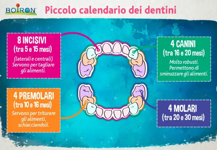 Calendario dei primi denti neonato: incisivi, canini, premolari e molari con indicazioni sui mesi di eruzione e funzione.