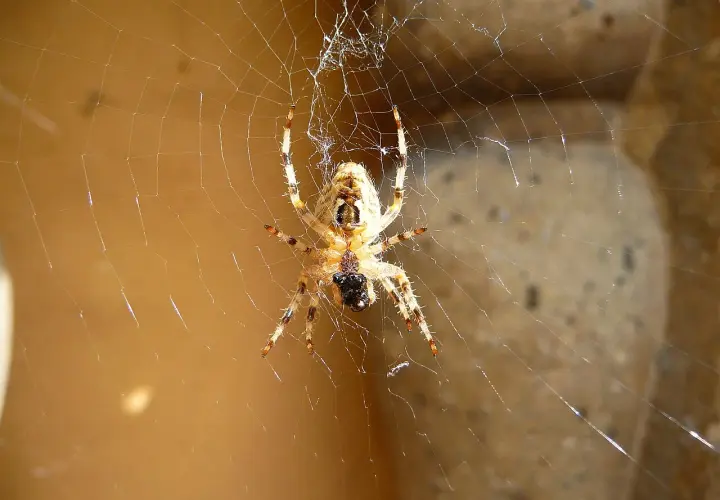 Pająk po hiszpańsku to "araña". Ten pająk siedzi na swojej pajęczynie, czekając na ofiarę.