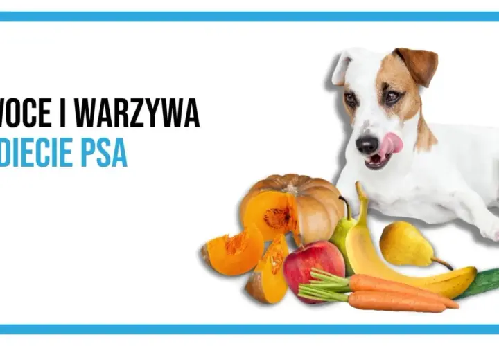 Pies z językiem na wierzchu obok dyni, jabłka, banana, gruszki, ogórka i marchewki. Dowiedz się, jakie warzywa może jeść pies.
