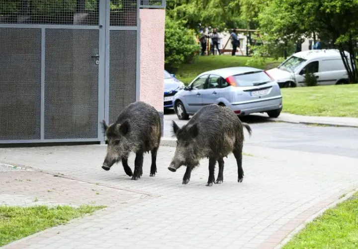 Co robić, gdy dziki na osiedlu zagrażają bezpieczeństwu?