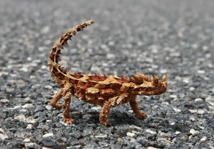 Un pequeño dragon del desierto, con su cuerpo cubierto de escamas y espinas, camina sobre un camino de grava.