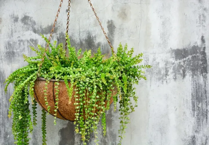Cesta de coco con exuberantes plantas colgantes exterior, cascadas verdes que adornan una pared de cemento rústico.