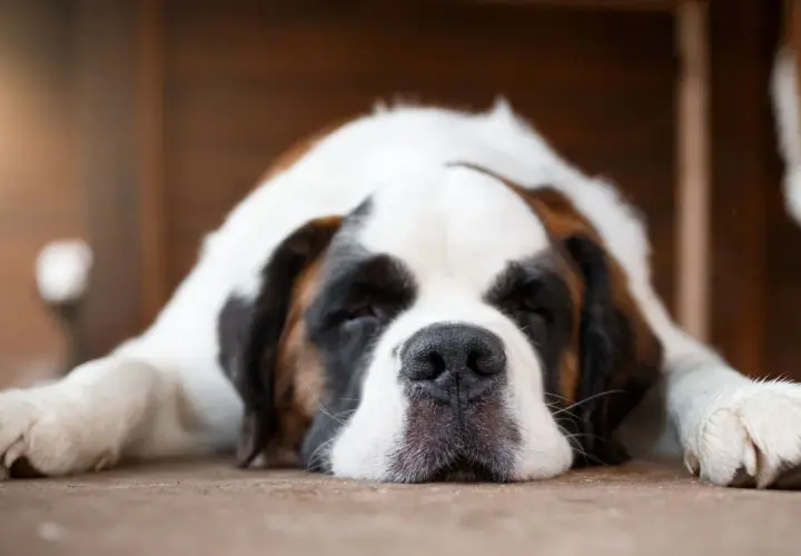 San Bernardo durmiendo, con su cara apoyada en el suelo. A veces mi perro se tira muchos gases, pero así de adorable, no me importa.