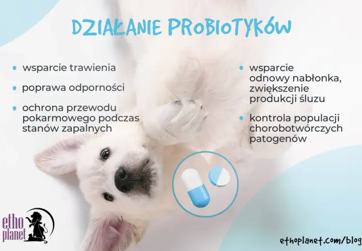 Uroczy szczeniak pokazuje, jak ludzki probiotyk dla psa wspiera trawienie, odporność i zdrowie jelit.