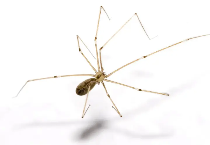 En dallerspindel, även kallad långben, med sina långa, tunna ben. Trots sitt utseende är den inte dallerspindel giftig för människor.