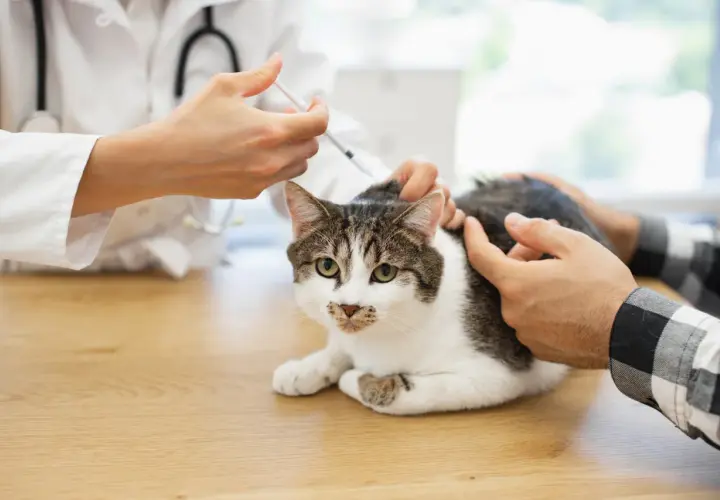 Tierarzt impft Katze. Ein Mann streichelt beruhigend das Tier, während die Impfung verabreicht wird.