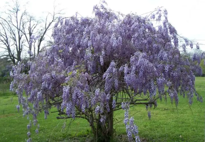 Magnifique arbre en fleurs de glycine, ses grappes violettes tombent comme des cascades parfumées.