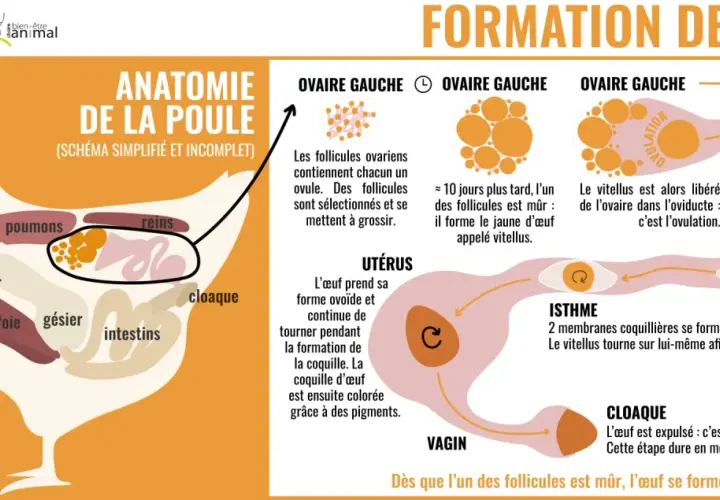 Schéma de l'anatomie de la poule et de la formation de l'œuf, de l'ovaire au cloaque, expliquant le processus de maturation des follicules et la formation de la coquille.