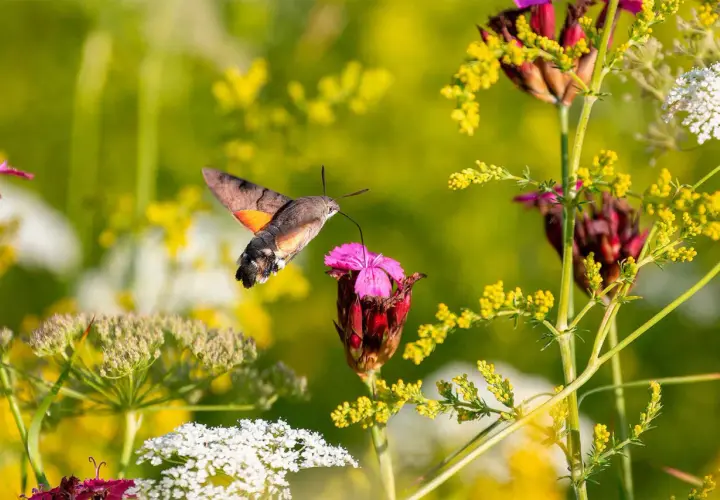 Ein Kolibri-Falter saugt Nektar aus einer pinken Blüte, umgeben von gelben und weißen Wildblumen.