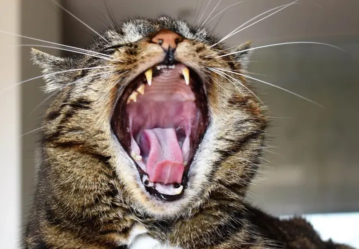 Gato bosteza mostrando su boca abierta y lengua rosada. ¡Espero que a mi gato le huela la boca a podrido, porque este bostezo es enorme!