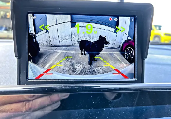 Monitor z kamerą cofania pokazuje czarnego psa na parkingu. Pomocne linie ułatwiają montaż kamery cofania.