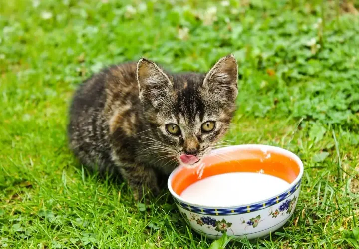 Mały kotek na trawie pije mleko z miseczki. Czy koty mogą pić mleko? To pytanie nurtuje wielu miłośników zwierząt.