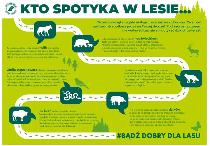Dzikie zwierzęta w Polsce: wilk, niedźwiedź, żmija, lis, żubr, dzik. Zachowaj spokój i dystans.