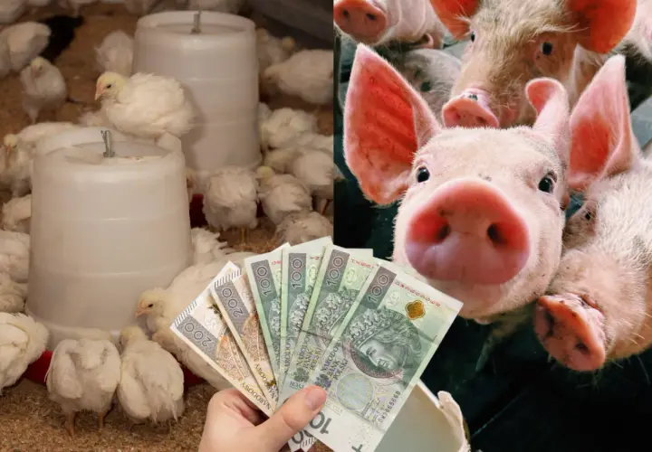 Wieprzowina z chowu bez antybiotyków czy warto dopłacać do certyfikatów? Na zdjęciu pisklęta i świnki z polskimi banknotami.