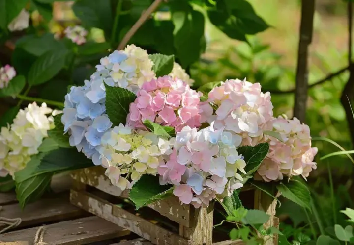 Un bouquet d'hortensias aux teintes pastel, bleus, roses et blancs, dans une caisse en bois. Idéal pour savoir quand déplacer un hortensia.