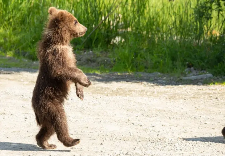 Un tierno oso de pie, con su pelaje marrón y ojos curiosos, explora el camino de tierra.