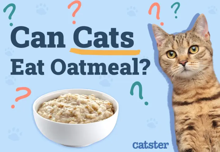 A tabby cat looks curiously at a bowl of oatmeal, with the question "Can Cats Eat Oatmeal?" prominently displayed.